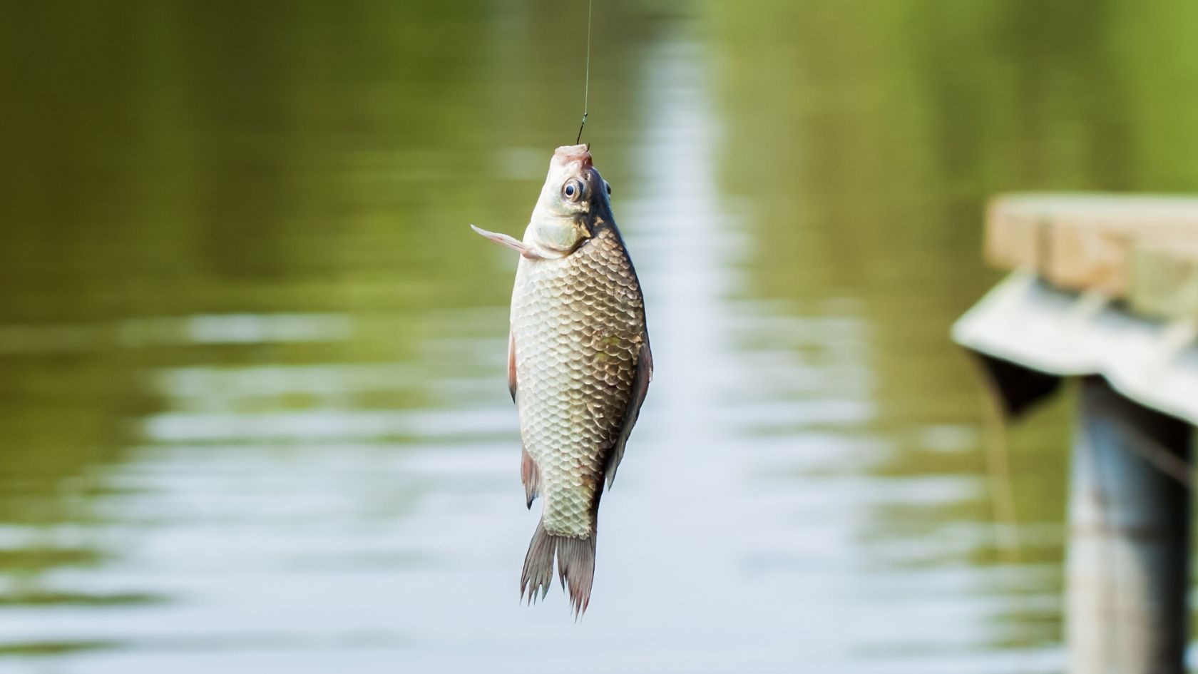 Oasi del Governatore - pesca