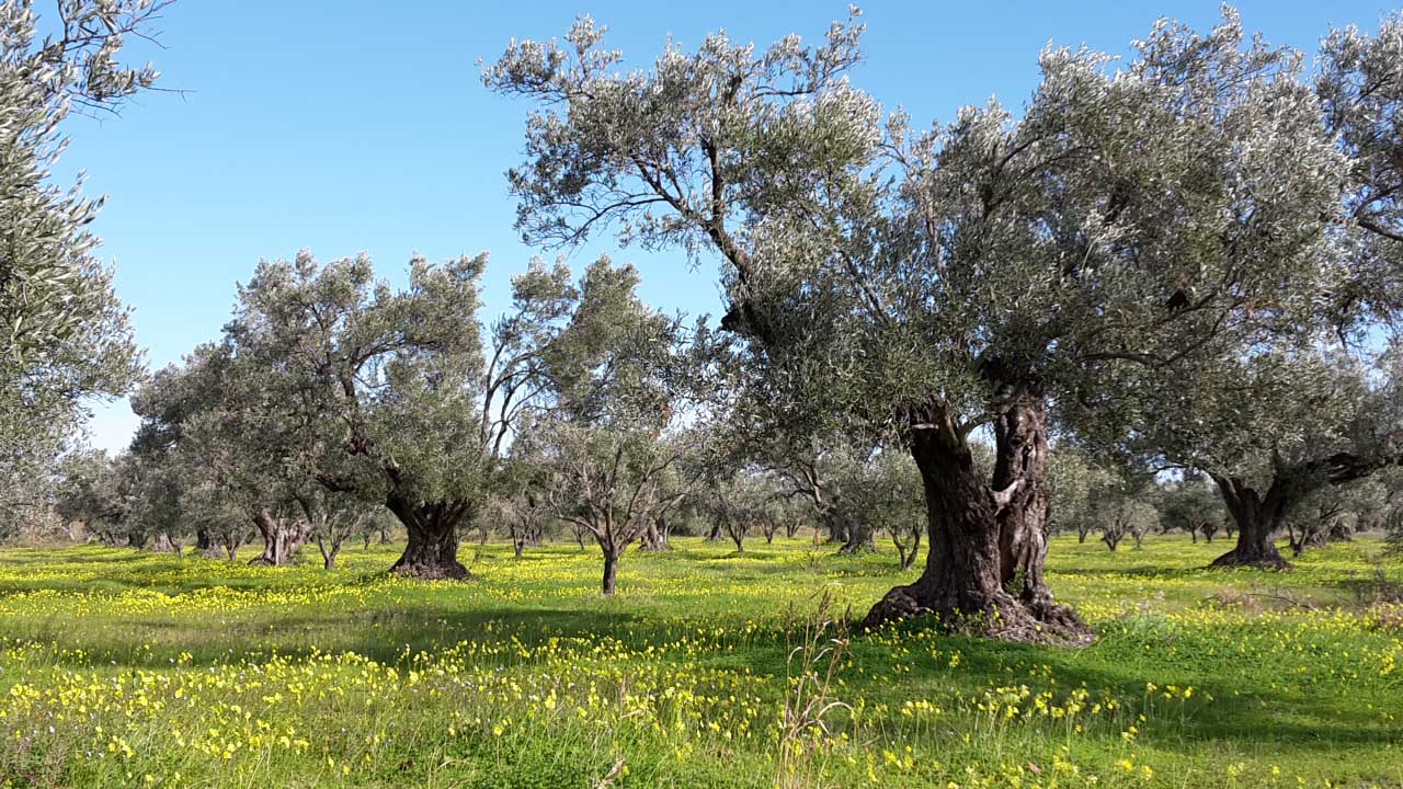 Oasi del Governatore - il nostro oliveto secolare